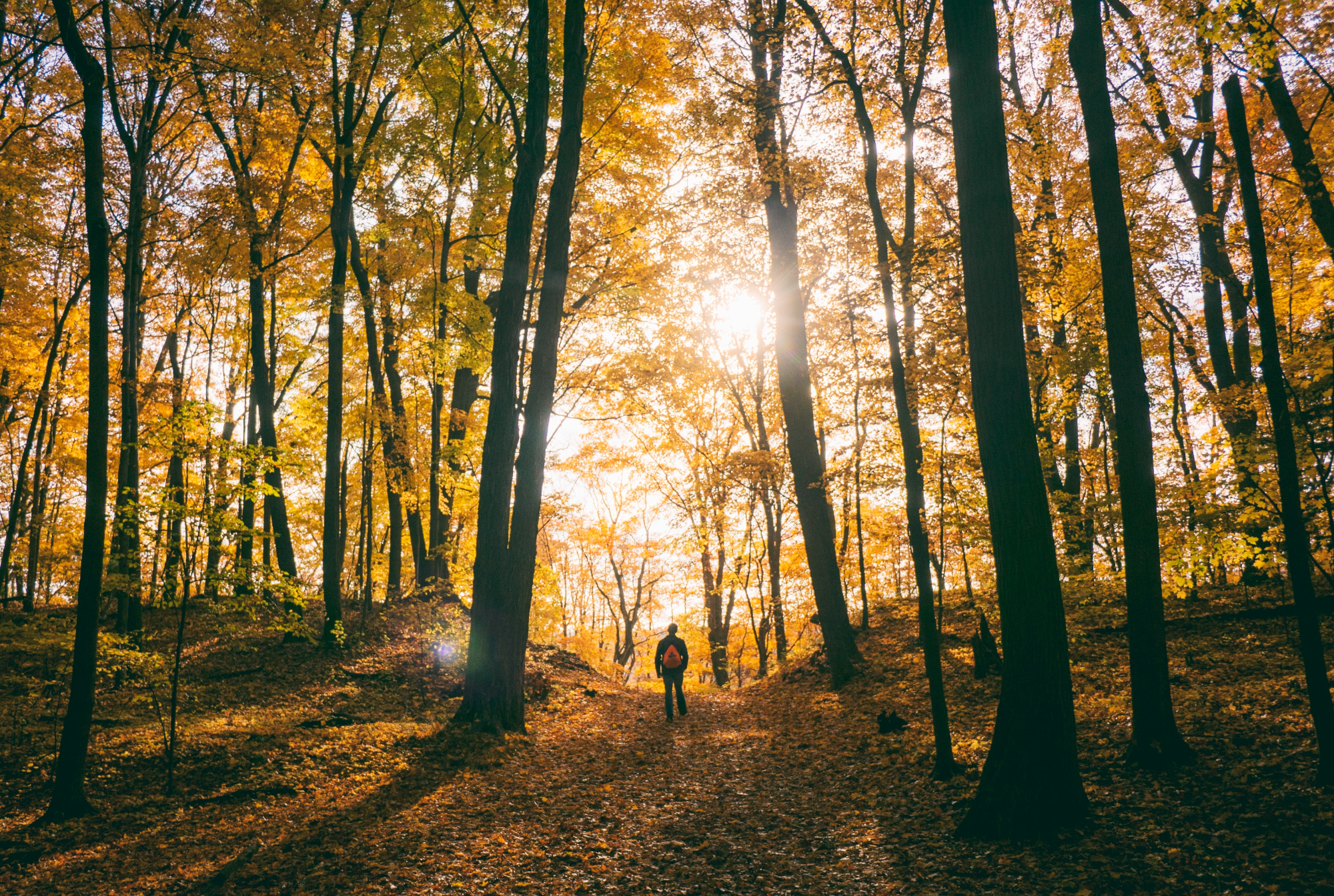 Person walking in the fall woods